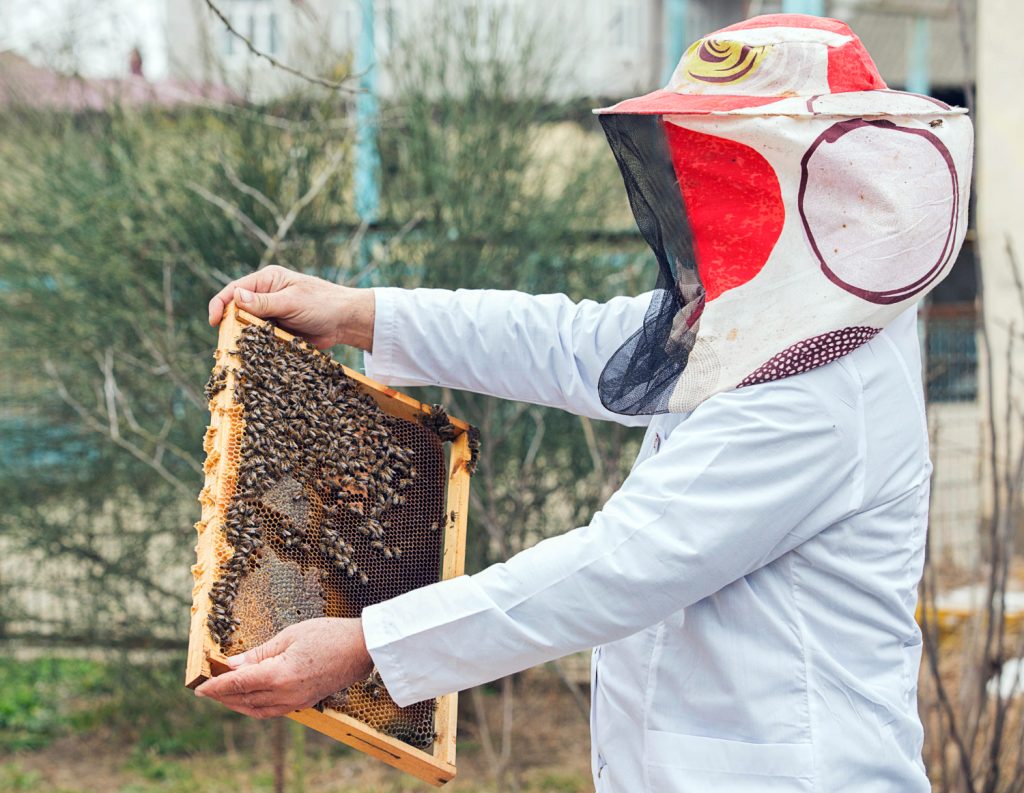 Current Beekeeping Techniques