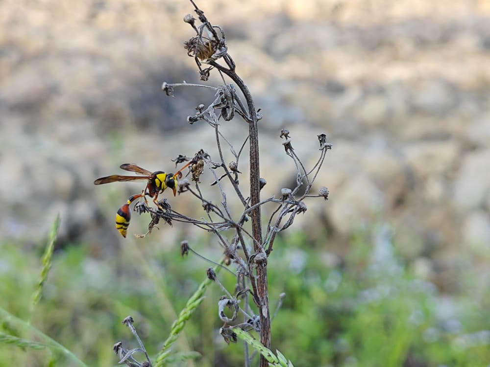 Honey from Migratory Plants