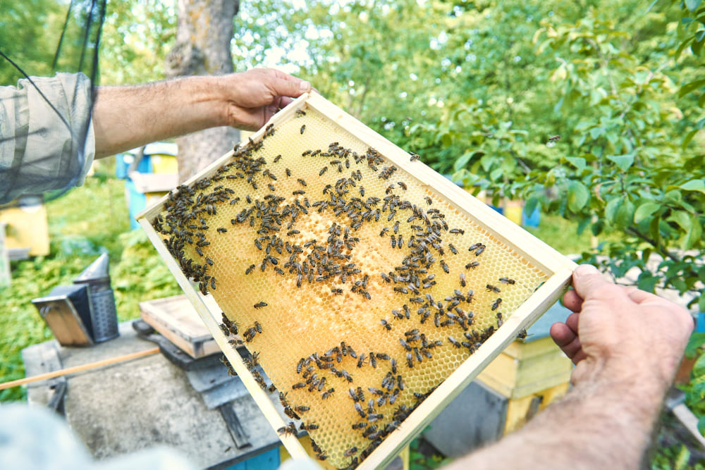 Natural Honey From A Forested Area