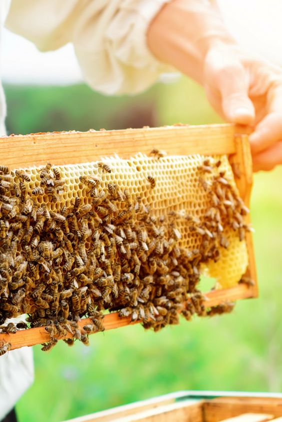 The Collection Dance, the first step in the raw honey process