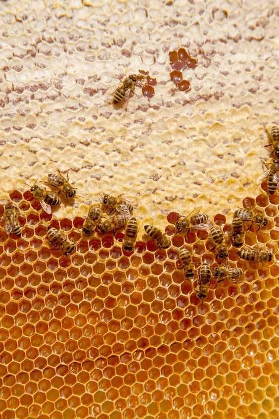 Advantages Of Consuming Raw Honeycomb