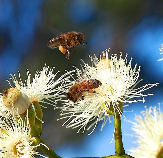 Honey from eucalyptus