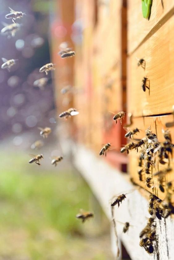 bees keep on dying