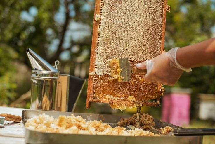 Wild Honey vs Cultured Honey What’s The Big Difference