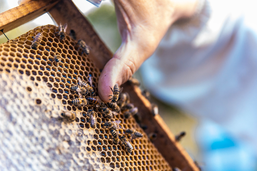 beekeeping beekeeping