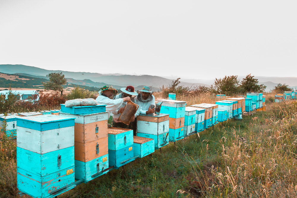 Eco bee farms Eco bee farms