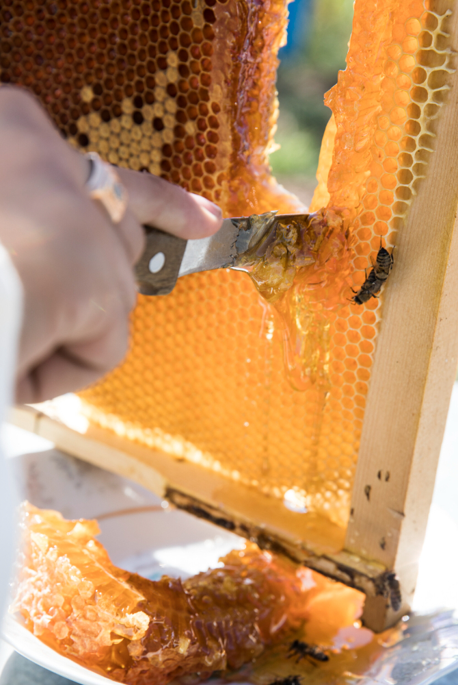 Beekeeping Beekeeping