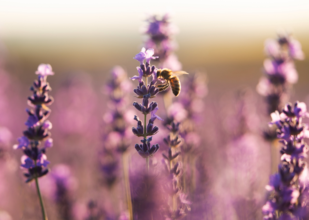 Lavender honey Lavender honey