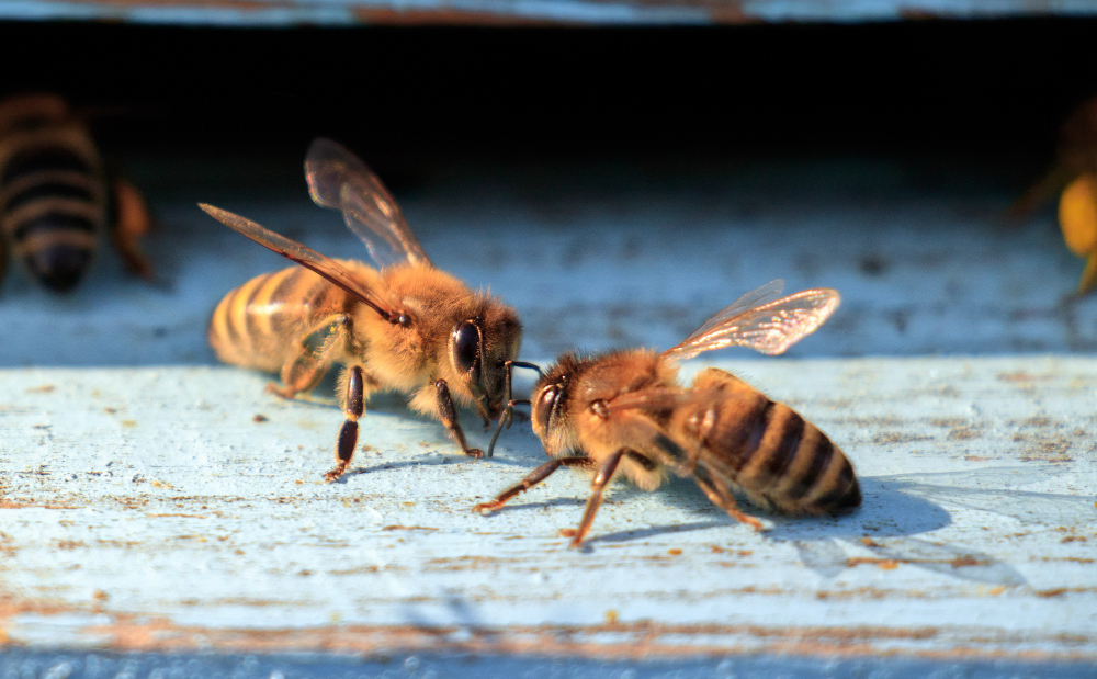 Bee Bee