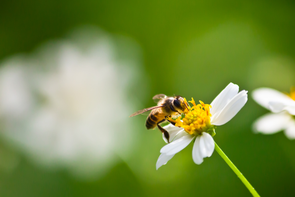 Bee-Friendly Flowers