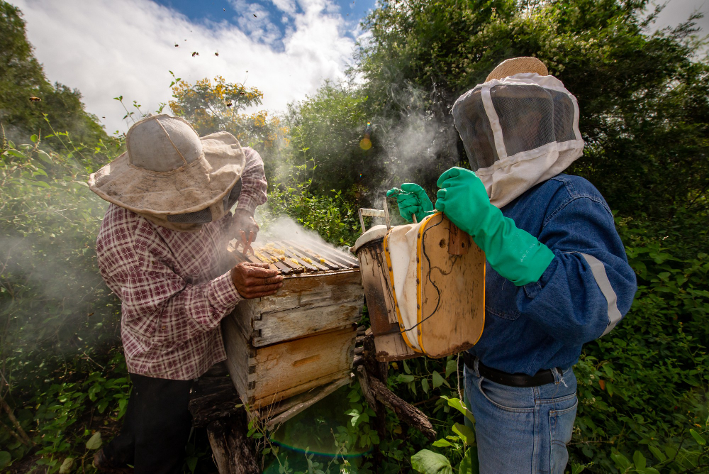 YS Eco Bee Farms YS Eco Bee Farms