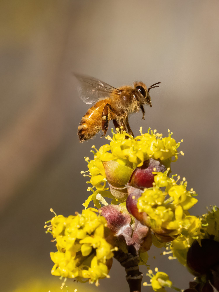 Bee-Friendly Flowers