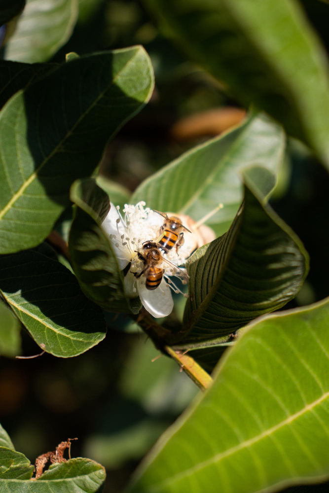 Benefits of Raw Honey Benefits of Raw Honey