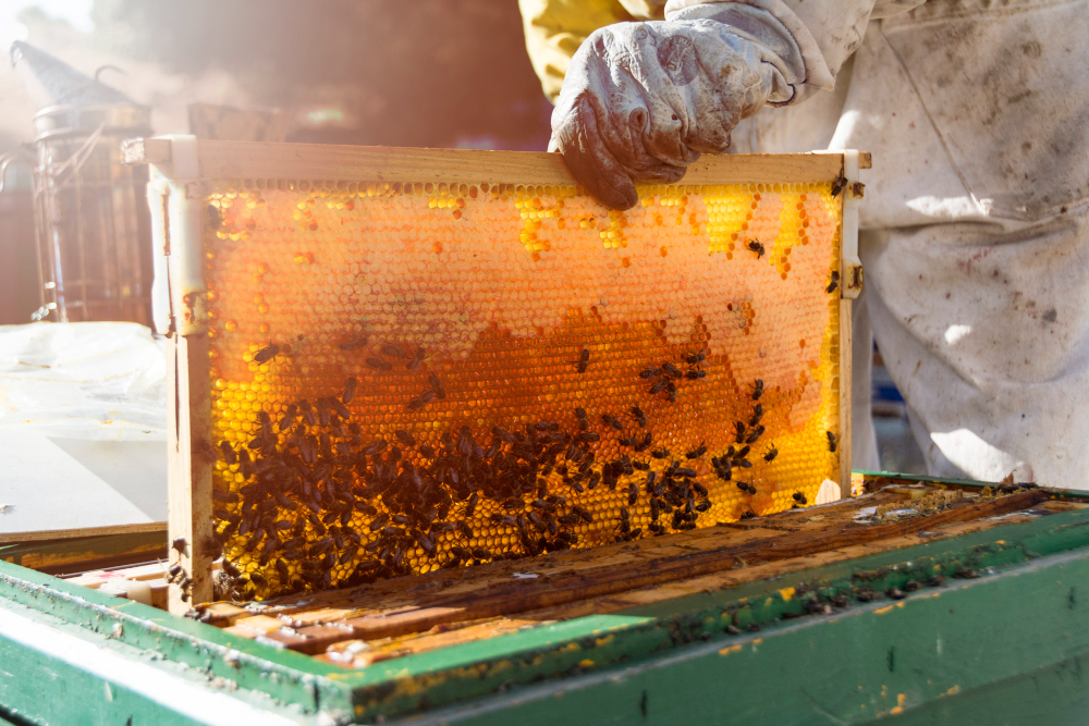 honey