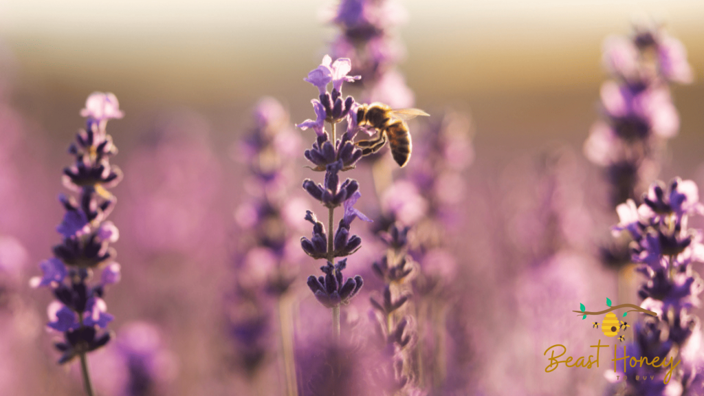 Lavender honey