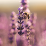 Lavender honey