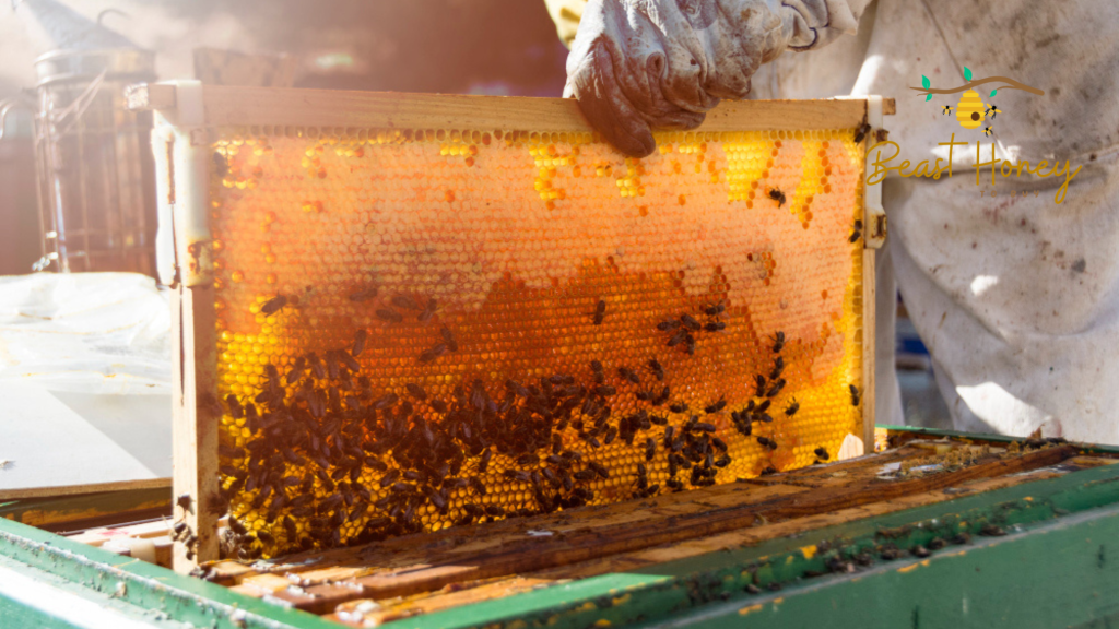 Buying Bulk Honey
