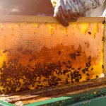 Buying Bulk Honey
