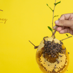 Honey Eco-Friendly