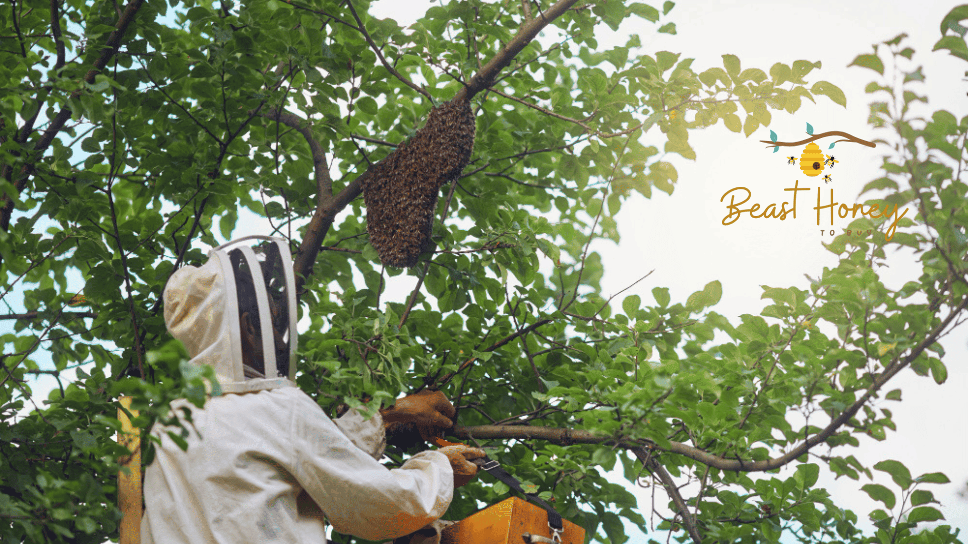 Glyphosate-Free Honey: Protecting Your Gut Health