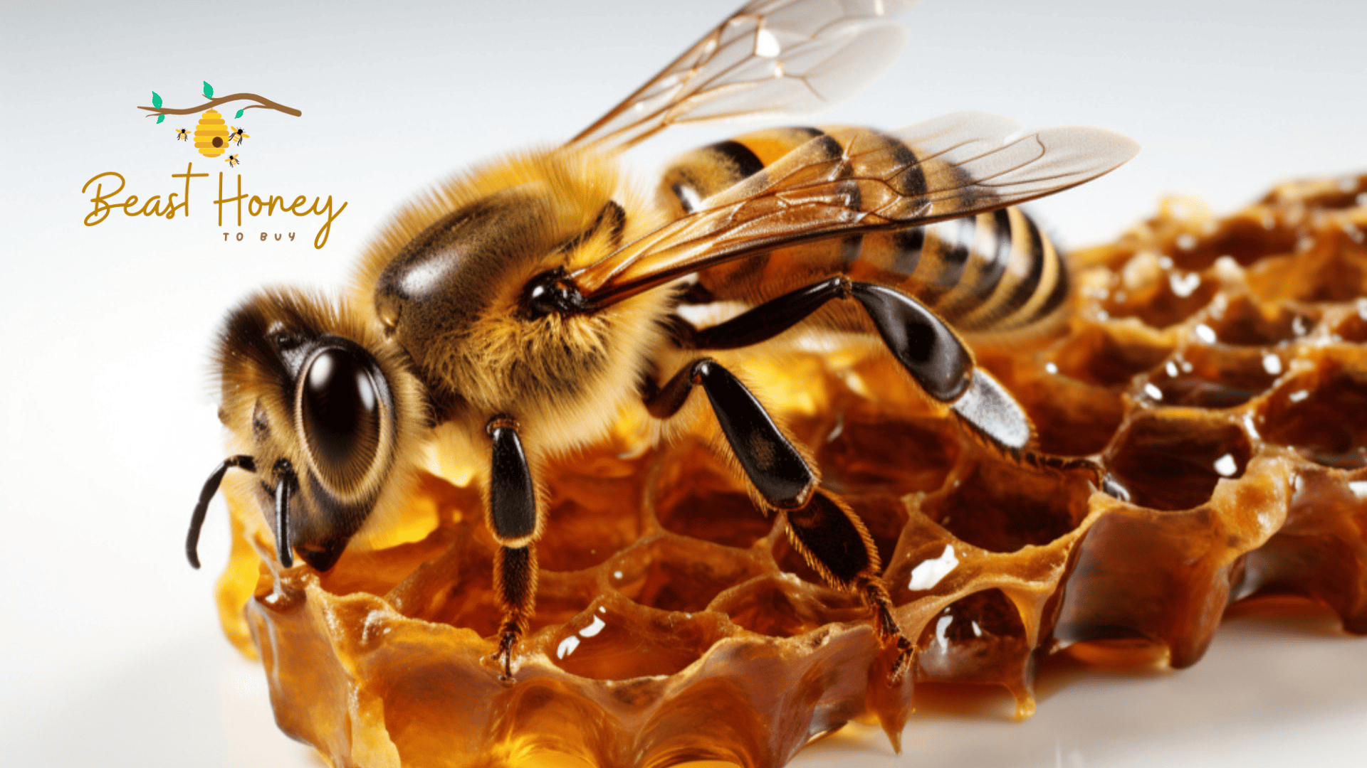 honey bee