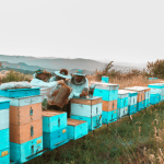 Eco bee farms