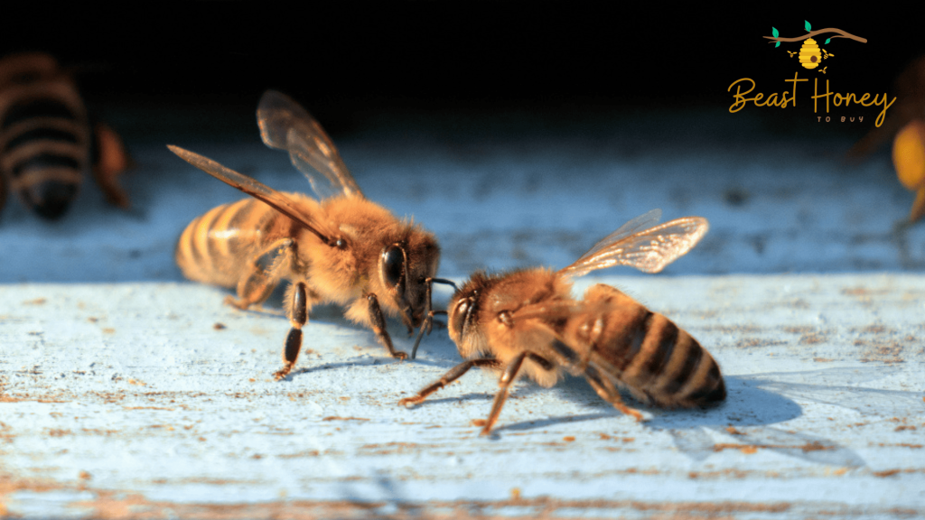 Bee