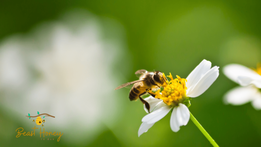 Bee-Friendly Flowers