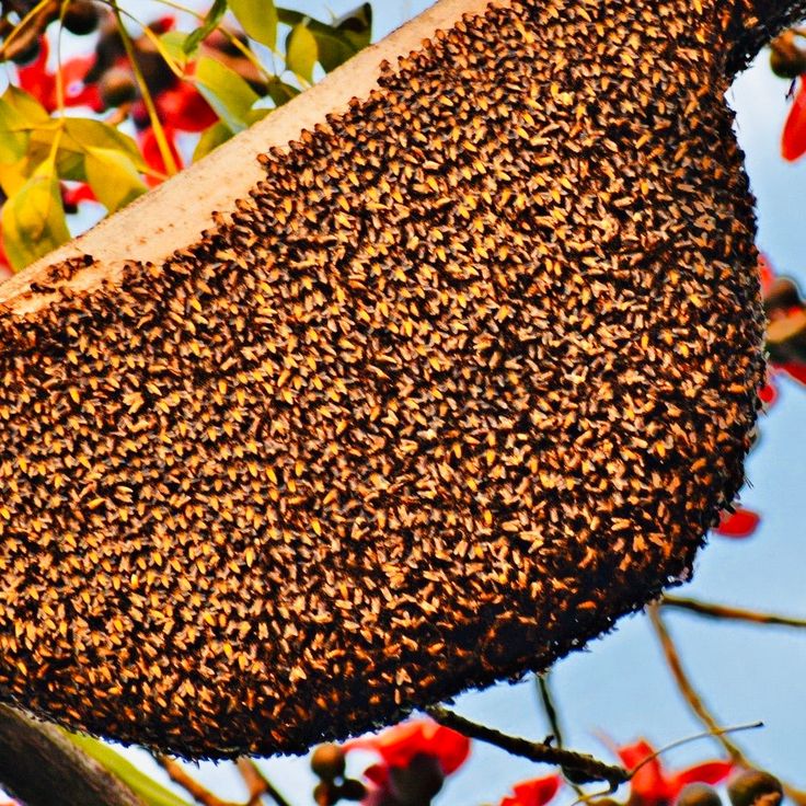 Raw honey 