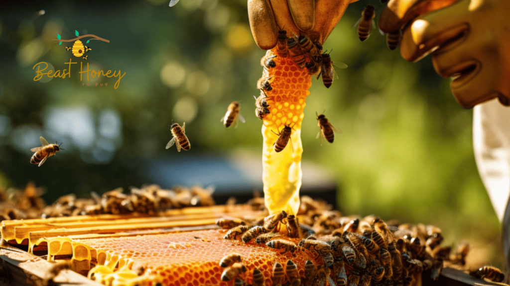 The Forest Honey