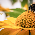 Honey from Poisonous Flowers